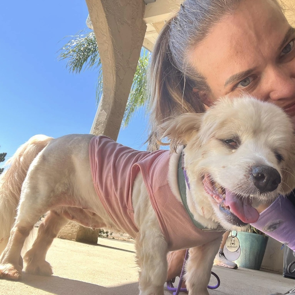 Shreya, an adoptable Pekingese in Ramona, CA, 92065 | Photo Image 2