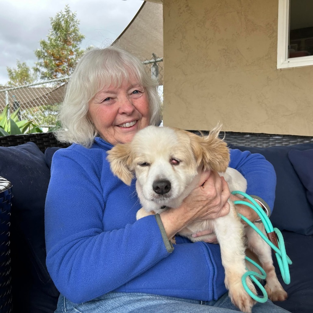 Shreya, an adoptable Pekingese in Ramona, CA, 92065 | Photo Image 3