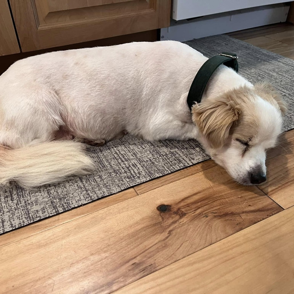 Shreya, an adoptable Pekingese in Ramona, CA, 92065 | Photo Image 4
