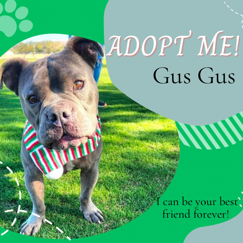 Gus Gus