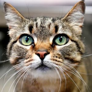 Smitty, Senior Female Domestic Short Hair