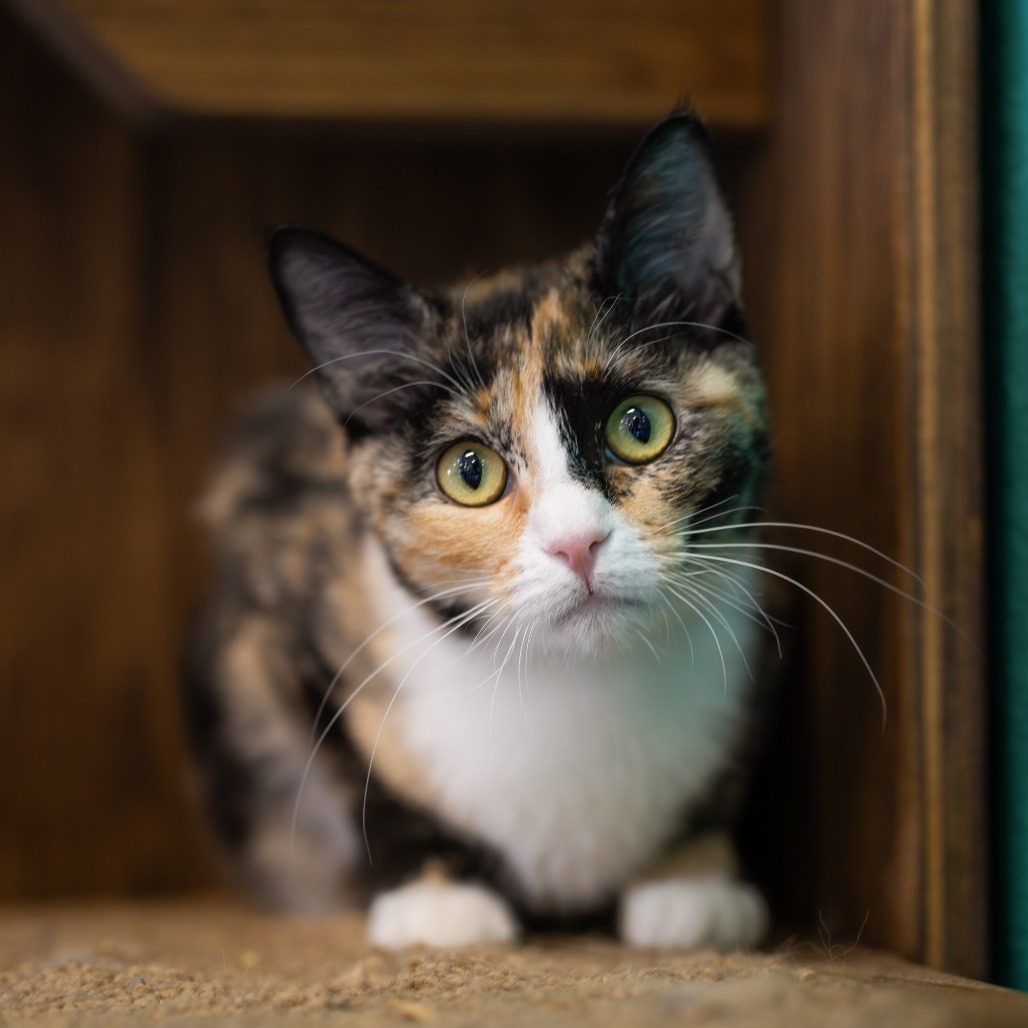 Twinkle, an adoptable Domestic Short Hair in Morrison, CO, 80465 | Photo Image 1