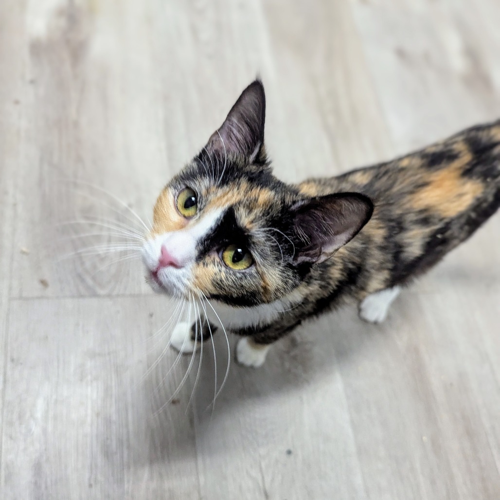 Twinkle, an adoptable Domestic Short Hair in Morrison, CO, 80465 | Photo Image 2