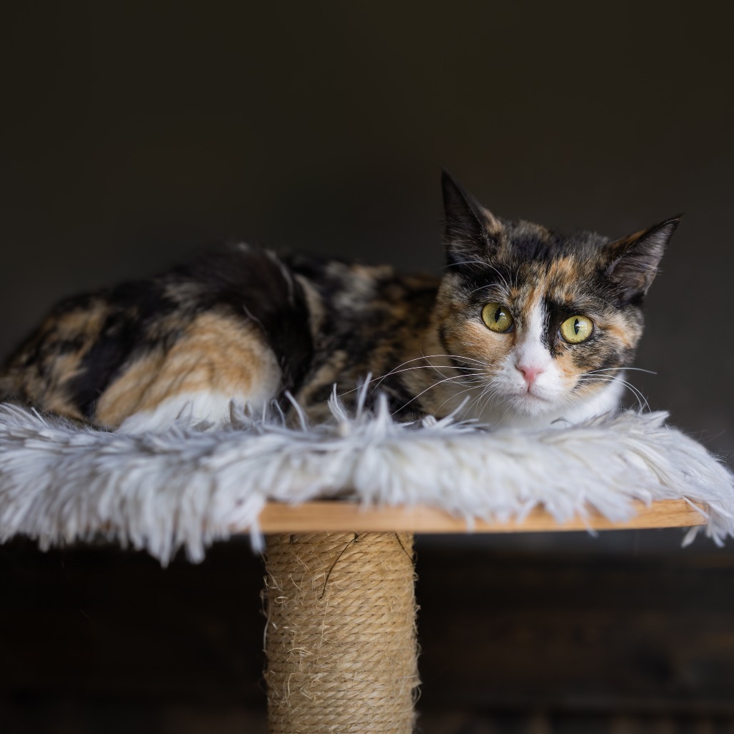 Twinkle, an adoptable Domestic Short Hair in Morrison, CO, 80465 | Photo Image 3