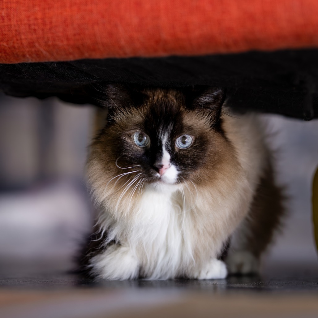 George, an adoptable Domestic Long Hair in Morrison, CO, 80465 | Photo Image 1