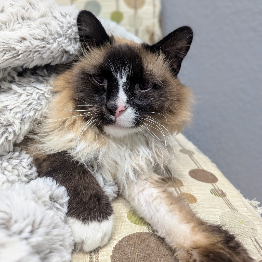 George, an adoptable Domestic Long Hair in Morrison, CO, 80465 | Photo Image 2