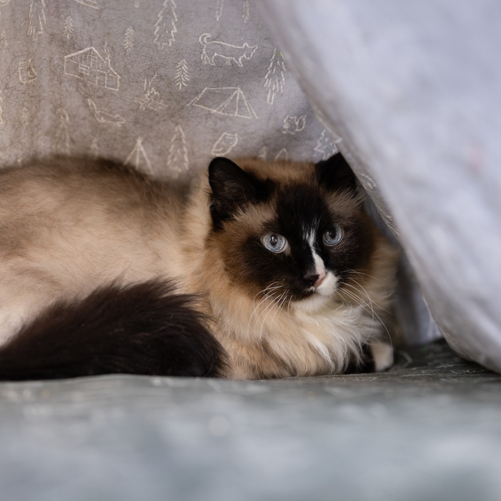 George, an adoptable Domestic Long Hair in Morrison, CO, 80465 | Photo Image 3