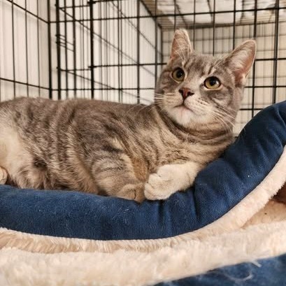 Tweety, an adoptable Domestic Short Hair in Jacksonville, OR, 97530 | Photo Image 1