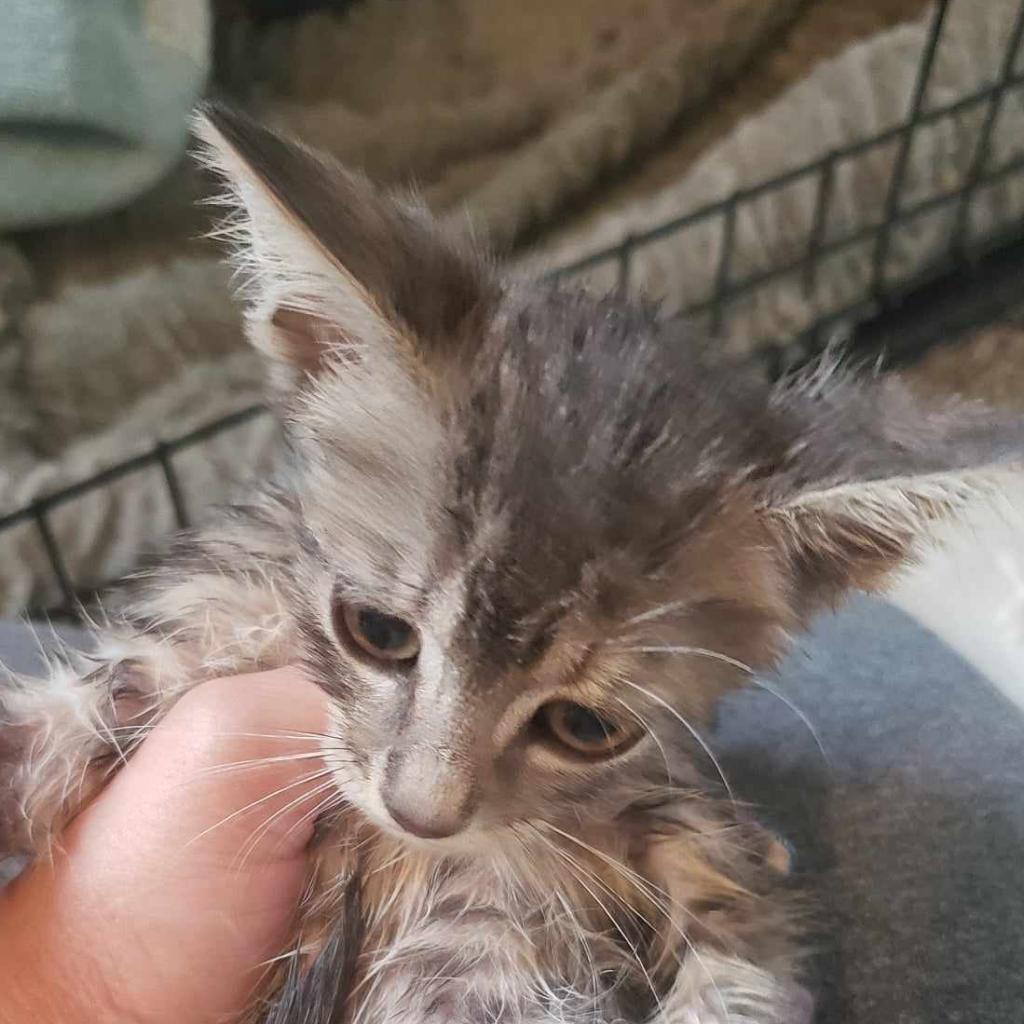 Tweety, an adoptable Domestic Short Hair in Jacksonville, OR, 97530 | Photo Image 2