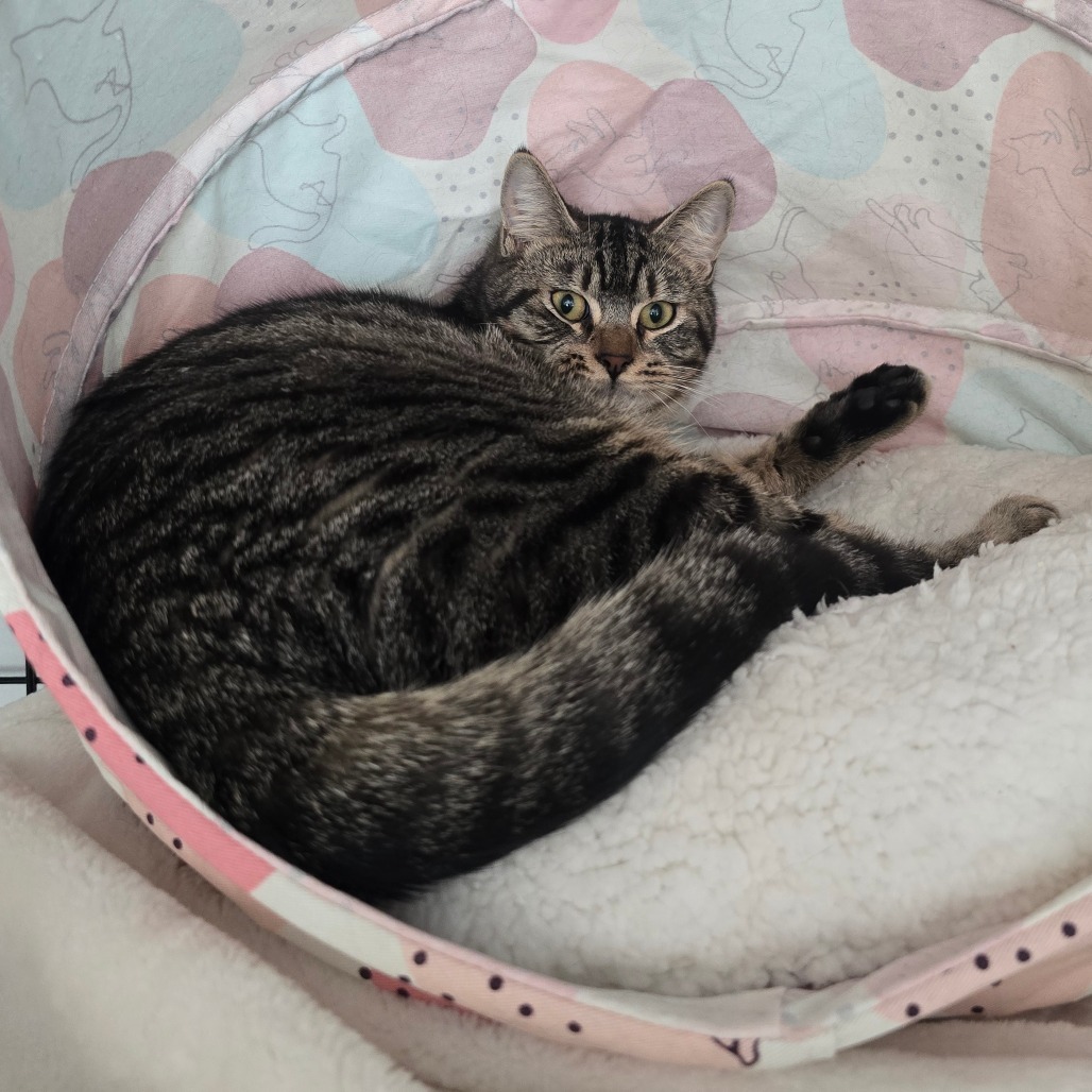 Penelope, an adoptable Domestic Medium Hair in Jacksonville, OR, 97530 | Photo Image 1