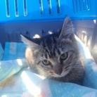 Penelope, an adoptable Domestic Medium Hair in Jacksonville, OR, 97530 | Photo Image 2