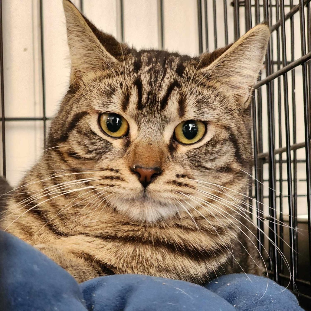 Penelope, an adoptable Domestic Medium Hair in Jacksonville, OR, 97530 | Photo Image 3