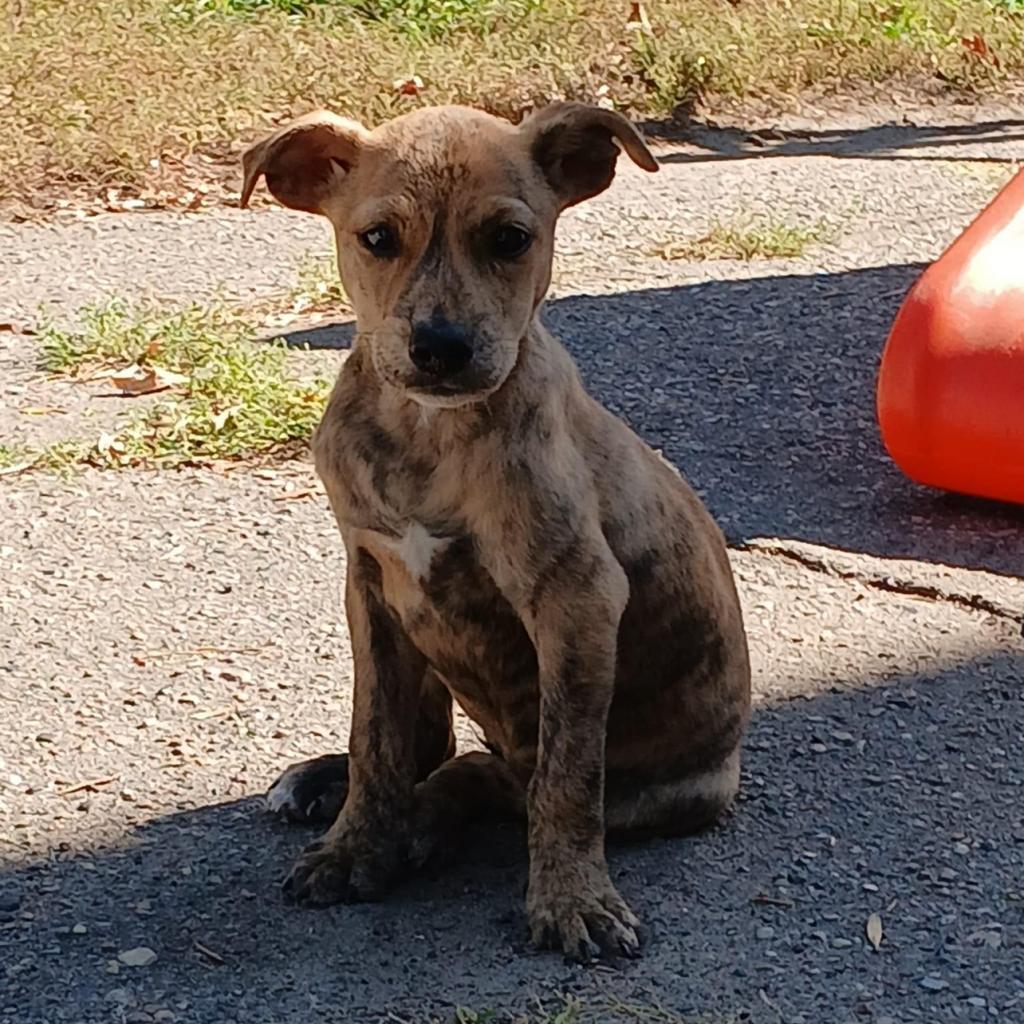 Bonnie