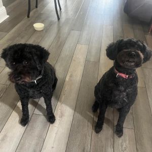Louise (bonded to Thelma), Senior Female unknown