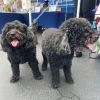 Louise (bonded to Thelma) photo 2
