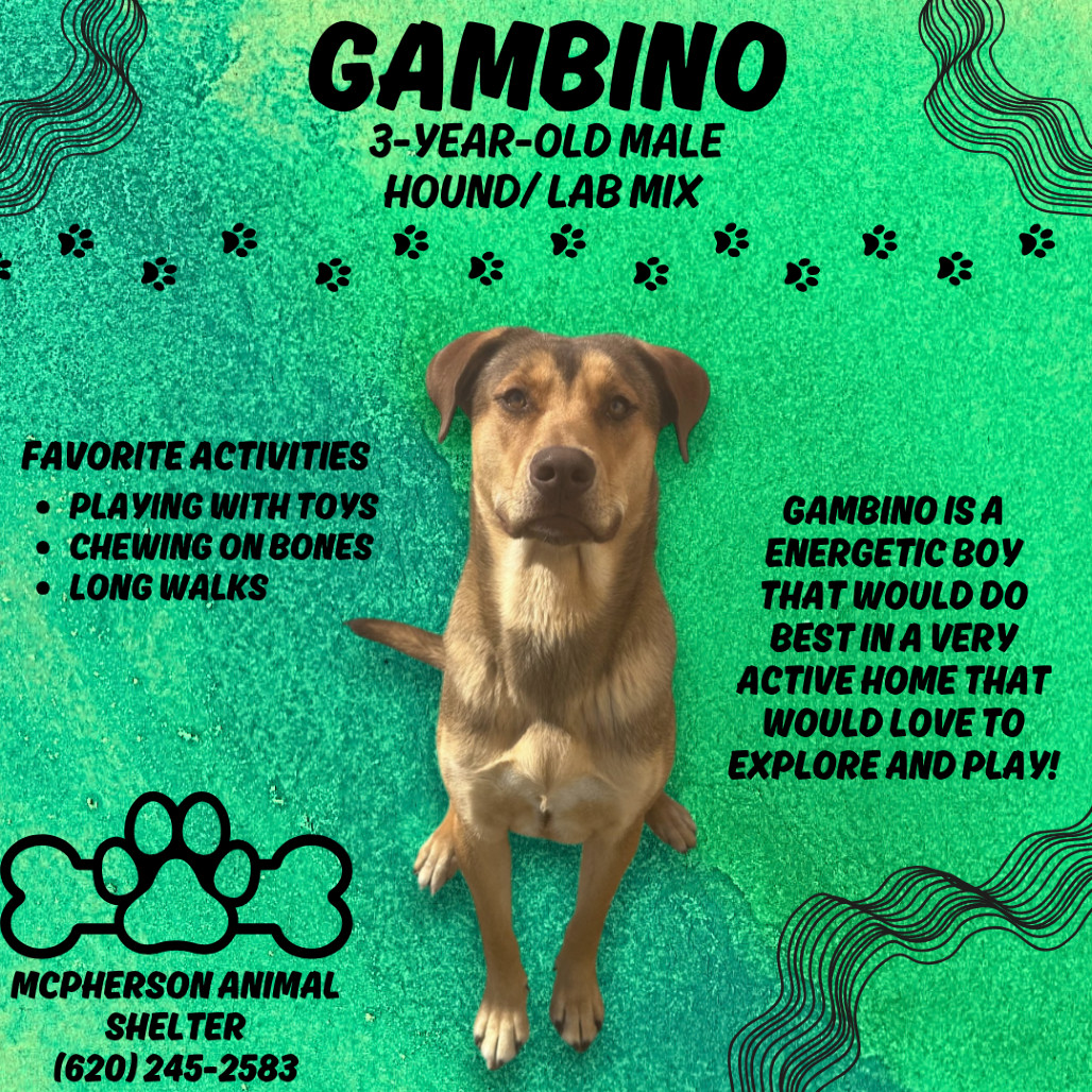 Gambino