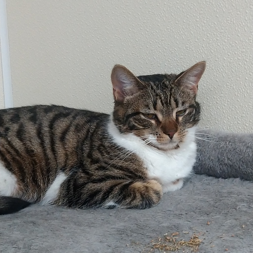 Willow