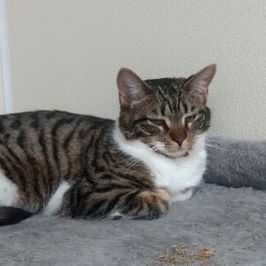 Willow, Adult Female Domestic Short Hair
