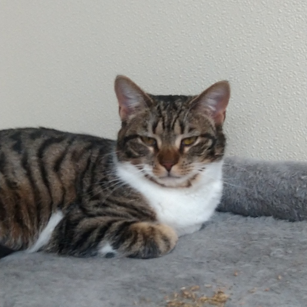 Willow