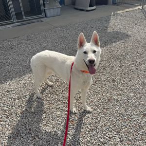 Nova