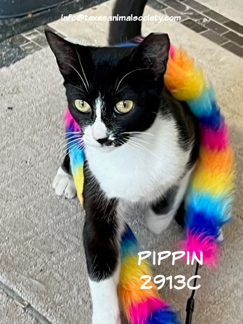 Pippin