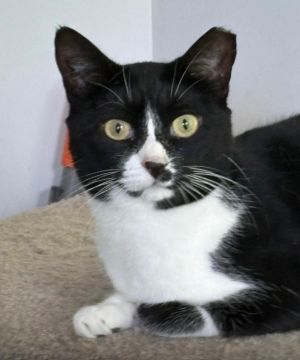 Pippin, Adult Female Domestic Short Hair