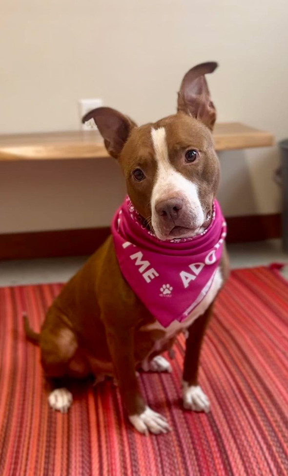 ZOE - $0 Adoption Fee!