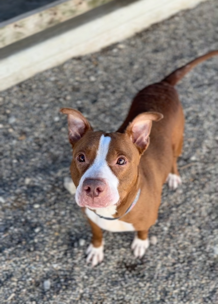 ZOE - $0 Adoption Fee!