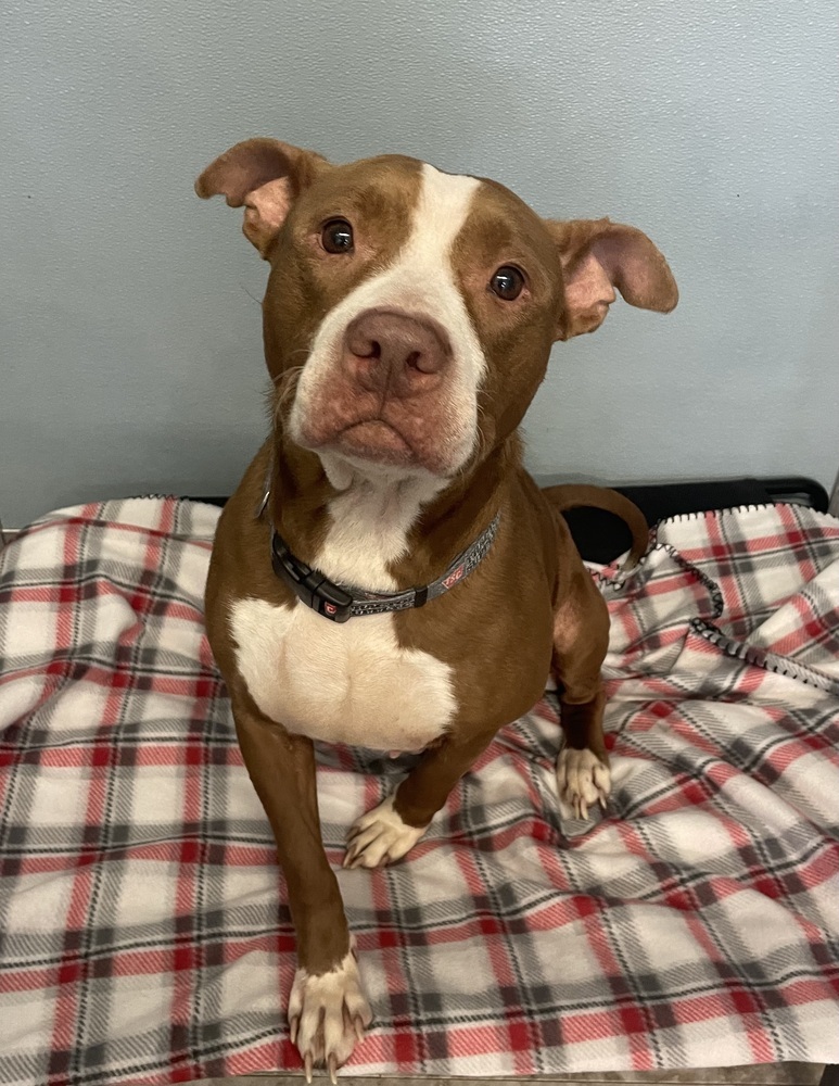 ZOE - $0 Adoption Fee!