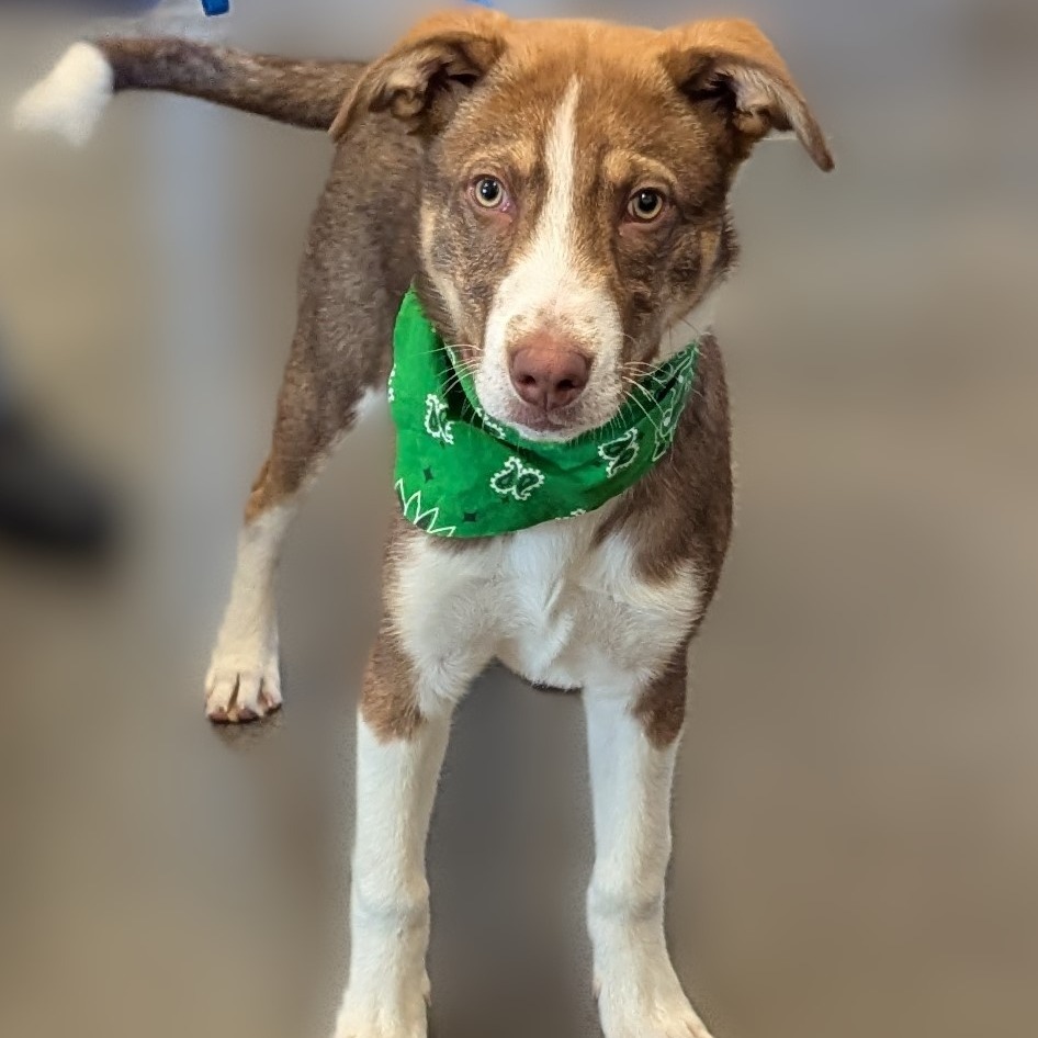 Keegan, an adoptable Husky, Australian Shepherd in Show Low, AZ, 85901 | Photo Image 2