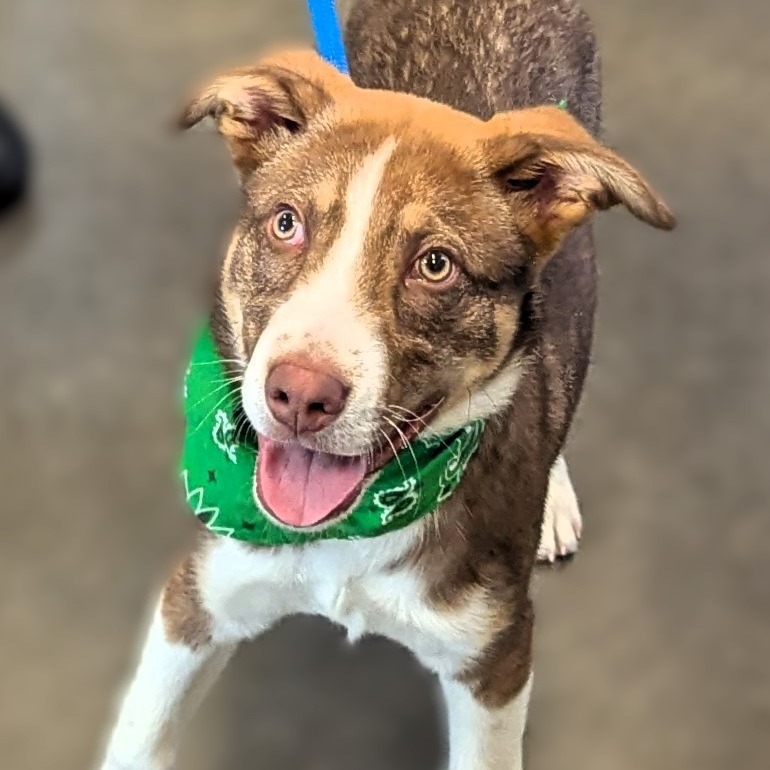 Keegan, an adoptable Husky, Australian Shepherd in Show Low, AZ, 85901 | Photo Image 3