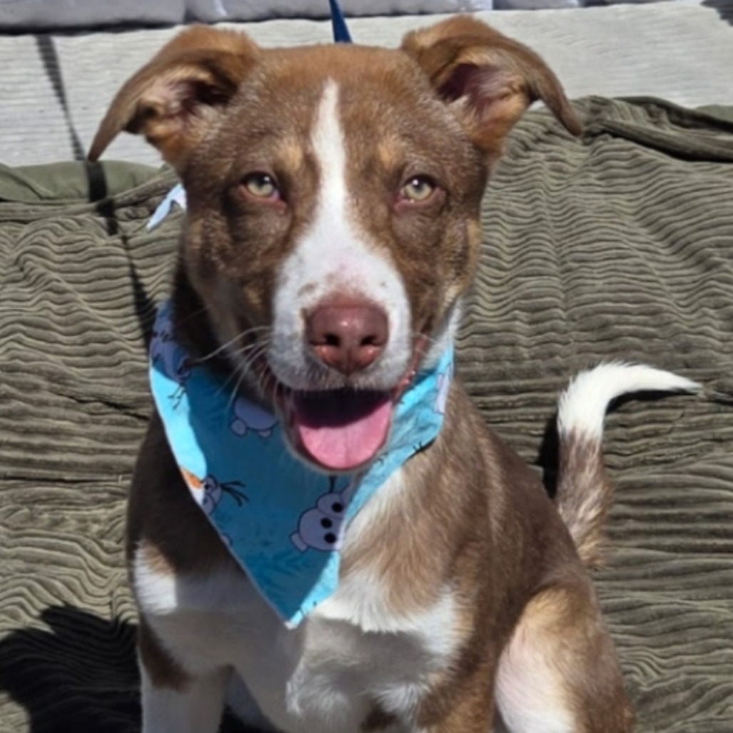 Keegan, an adoptable Husky, Australian Shepherd in Show Low, AZ, 85901 | Photo Image 4