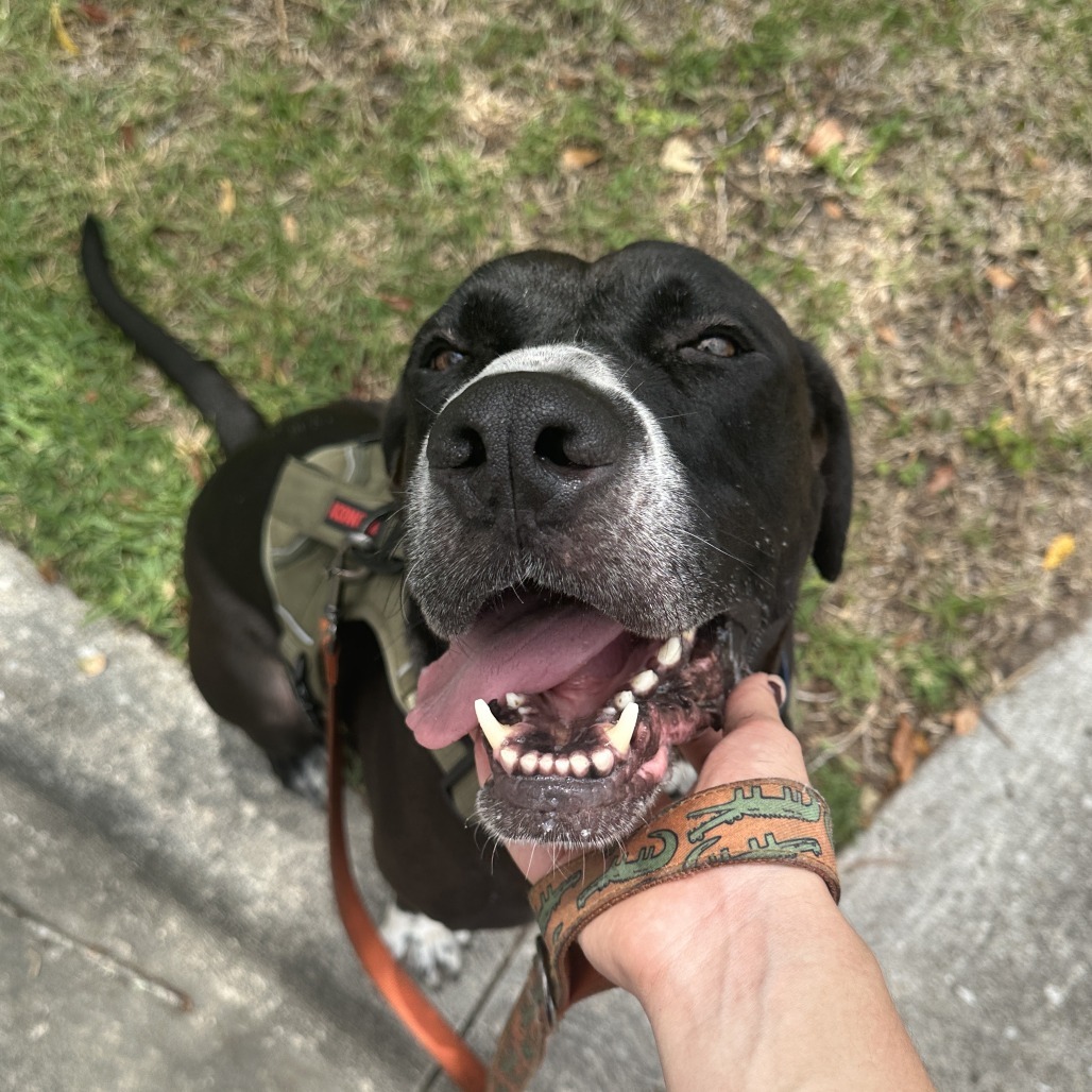 Brutus