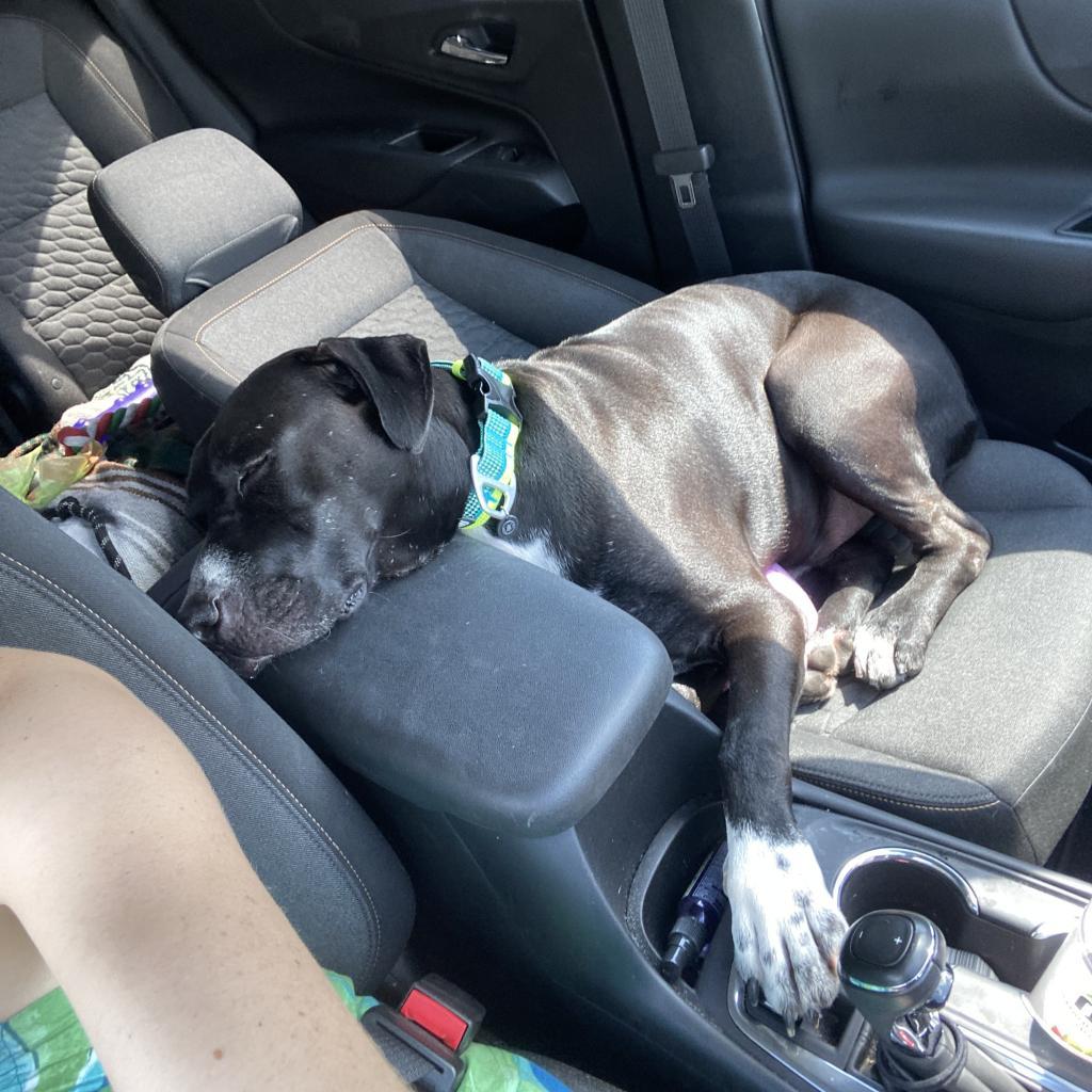 Brutus