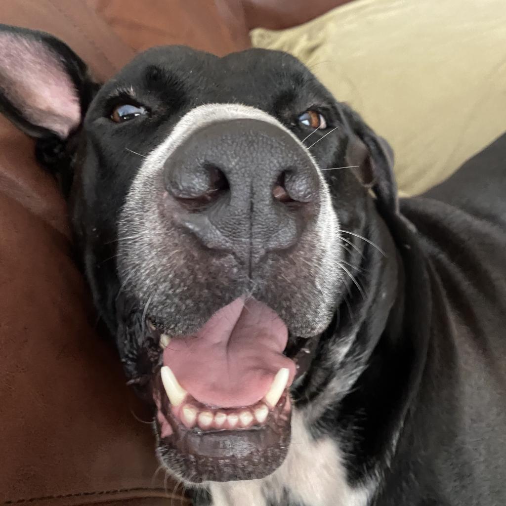 Brutus