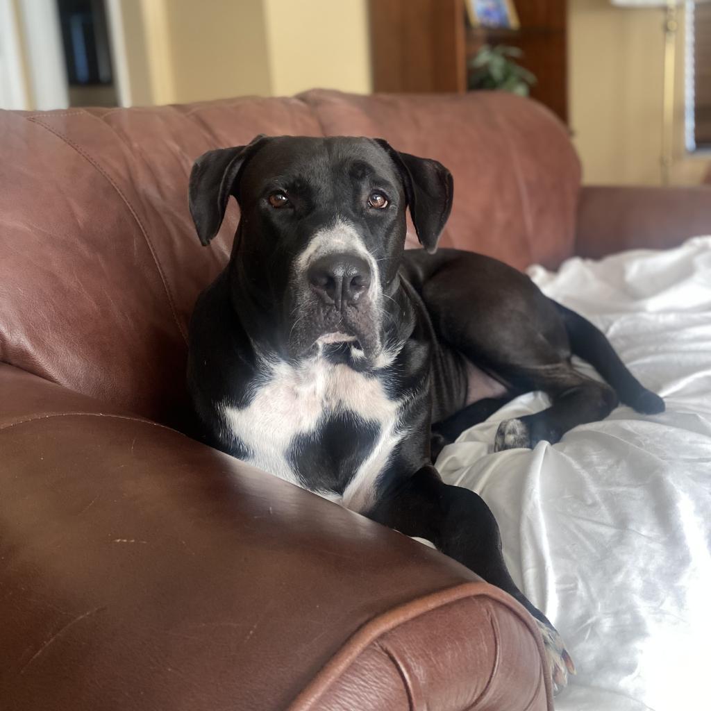 Brutus