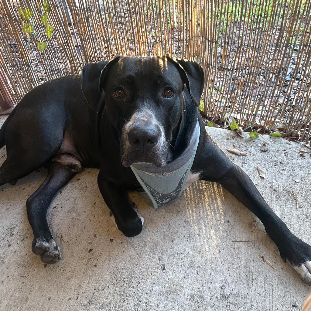 Brutus
