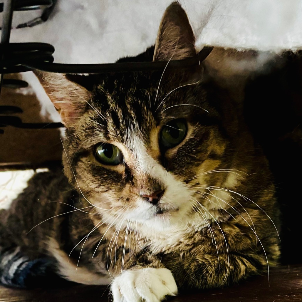 Rufus