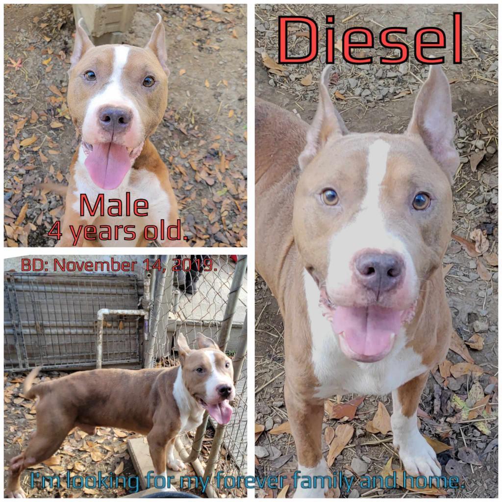 Diesel