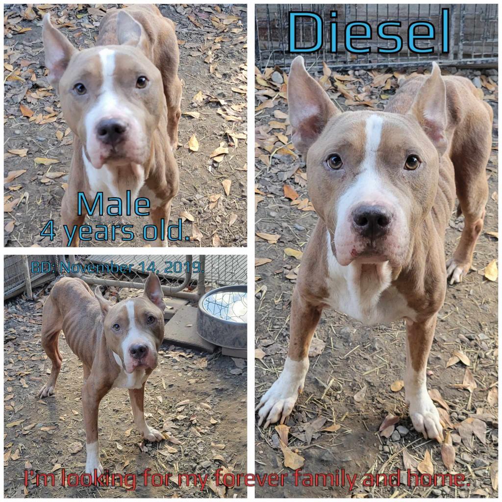 Diesel Photo