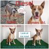 Diesel