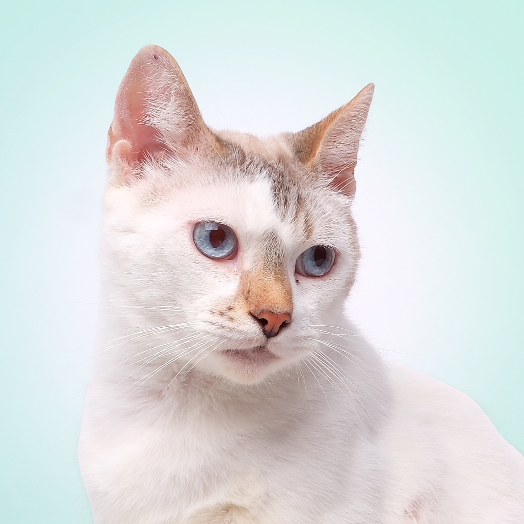 Matt C, an adoptable Domestic Short Hair in Guaynabo, PR, 00969 | Photo Image 1