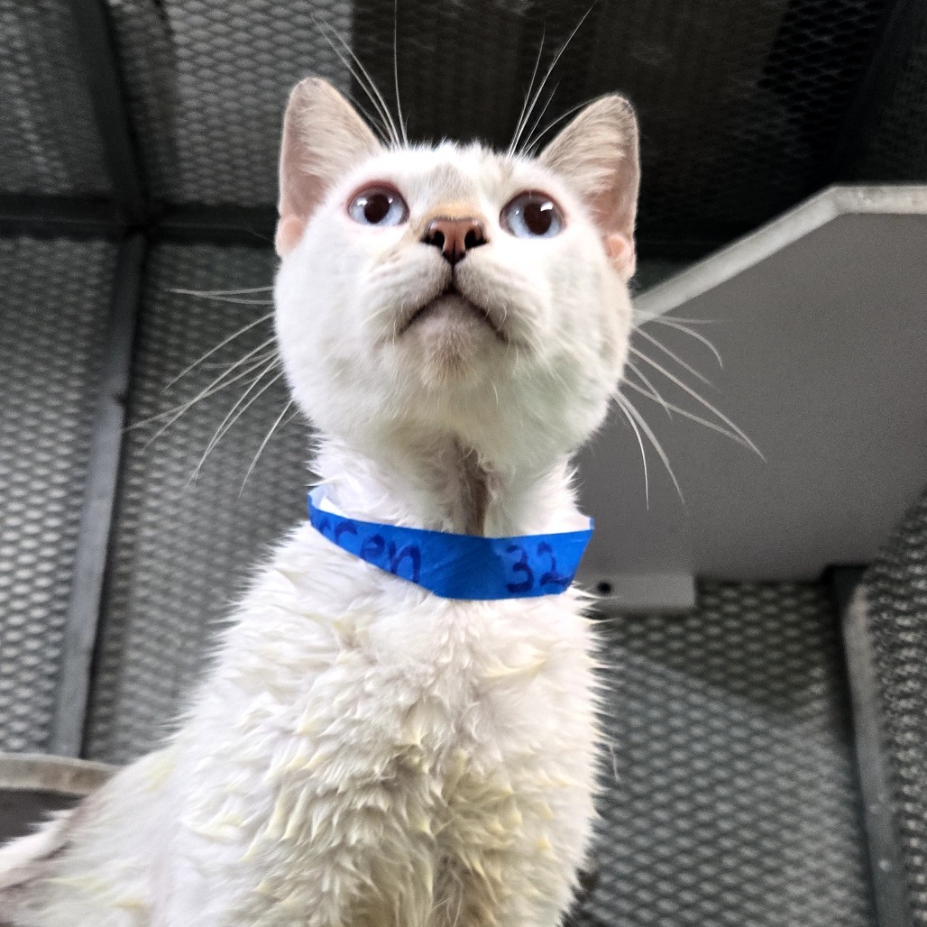 Matt C, an adoptable Domestic Short Hair in Guaynabo, PR, 00969 | Photo Image 2