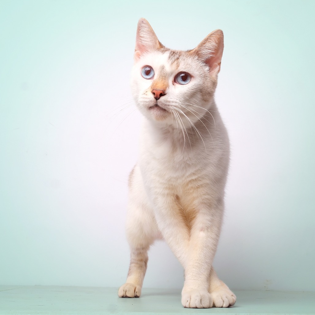 Matt C, an adoptable Domestic Short Hair in Guaynabo, PR, 00969 | Photo Image 3