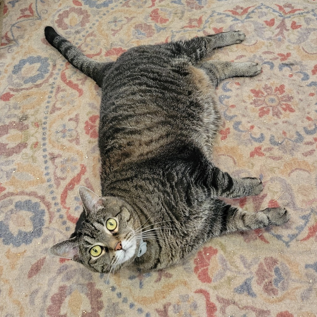 Pebbles (Sponsored!), an adoptable Domestic Short Hair in Park Falls, WI, 54552 | Photo Image 1