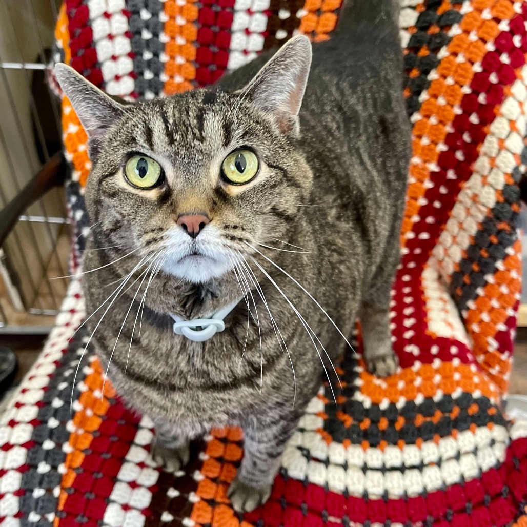 Pebbles (Sponsored!), an adoptable Domestic Short Hair in Park Falls, WI, 54552 | Photo Image 3