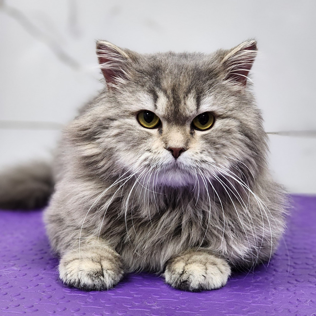 Harrison (Harry) Kuwait, an adoptable Domestic Long Hair, Persian in Merrifield, VA, 22116 | Photo Image 1