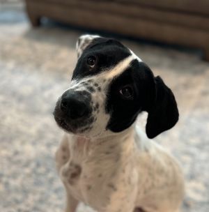 Dottie Hound Dog