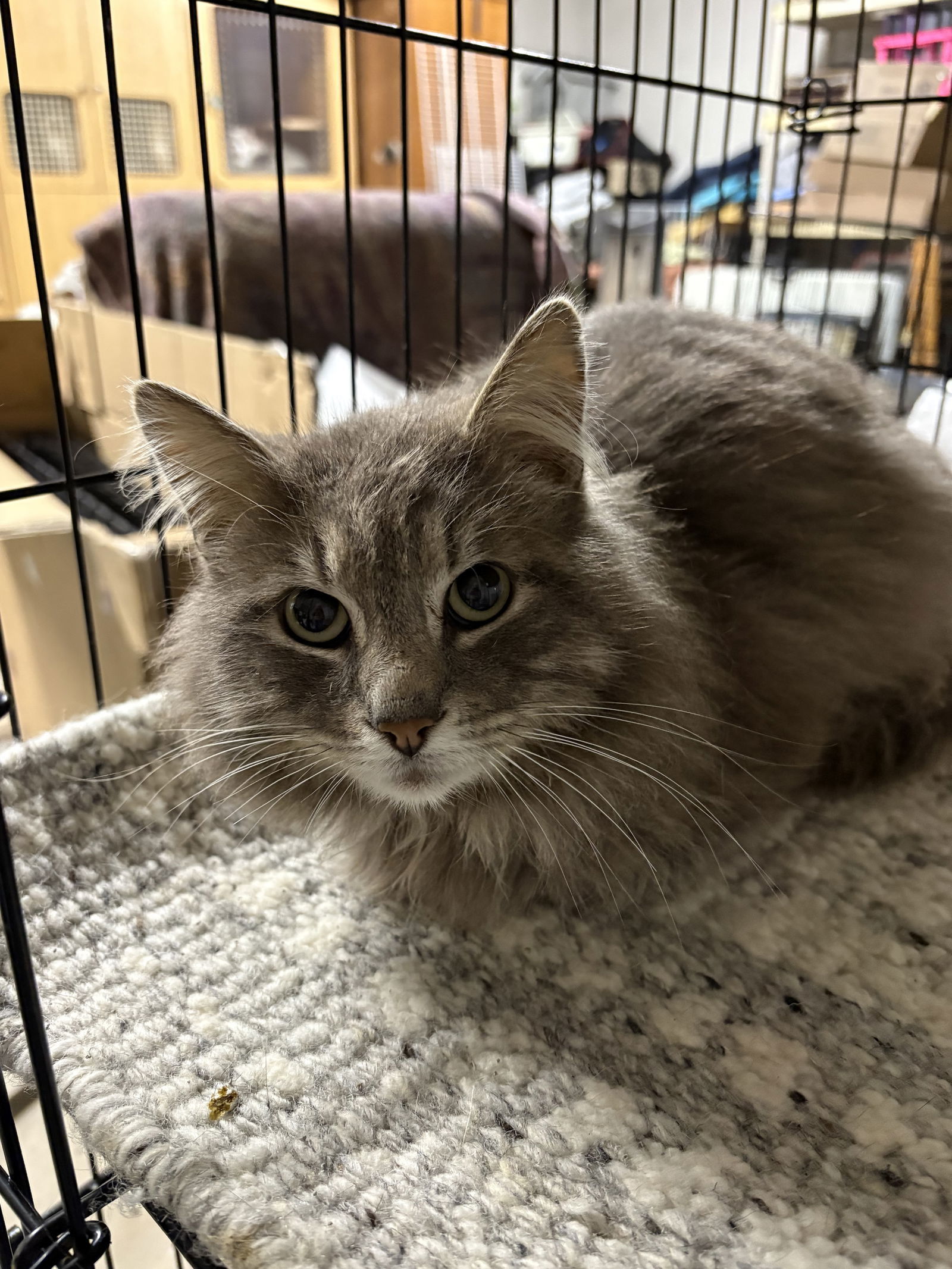 Griffen ( th)