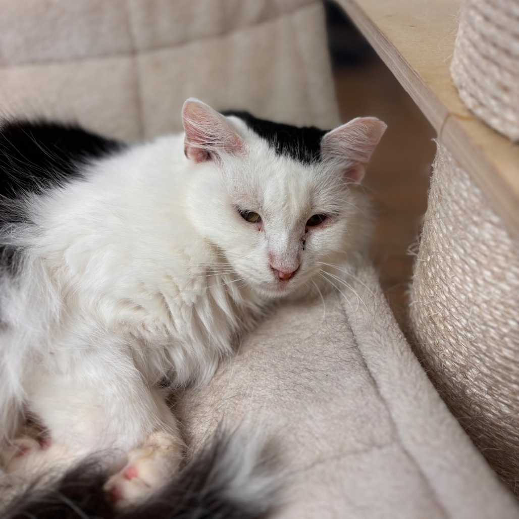 Kelly, an adoptable Domestic Long Hair in Midland, TX, 79701 | Photo Image 1